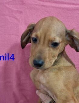 Emil4 süßer Hundejunge 09/25 ESP - Ruppertsecken