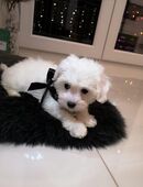 Malteser welpen in 63853