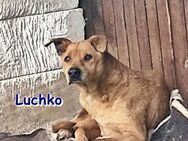 LUCHKO ❤ sucht Zuhause oder Pflegestelle - Langenhagen