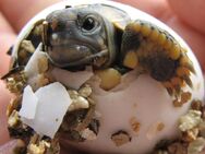 Griechische Landschildkröten Babys - Egenhofen