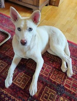 ❤️Scilla...mit den wunderschönen Augen - Eutingen (Gäu)