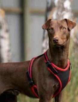 Liebenswerter Tommy sucht seine Menschen - Duisburg