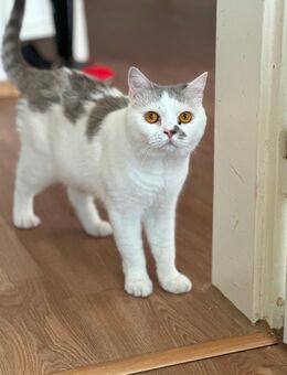 Deckkater - Hanau (Brüder-Grimm-Stadt) Innenstadt