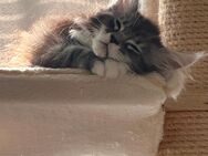 XXL Reinrassige Maine Coon Bärchen mit Stammbaum - Elsdorf (Nordrhein-Westfalen)