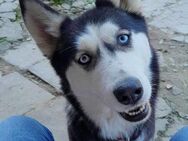 Husky Hündin, 3 Jahre - Kappeln (Schleswig-Holstein)