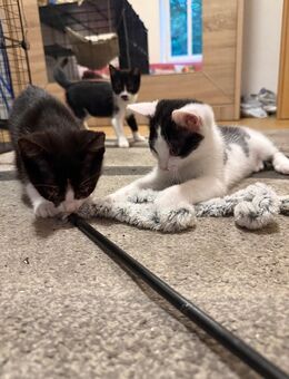 Kitten suchen neues Zuhause - Freital