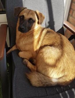 JOSHI auf der Suche nach seinem Glück! - Koblenz