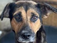 Smilla wartet schon seit 8 Jahren. 🐾 - Elsdorf (Nordrhein-Westfalen)
