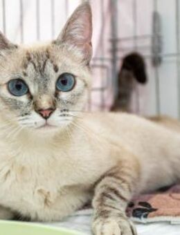 Siamprinzessin Suddenly sucht Familie - Bad Camberg