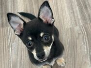 Chihuahua - Nürnberg