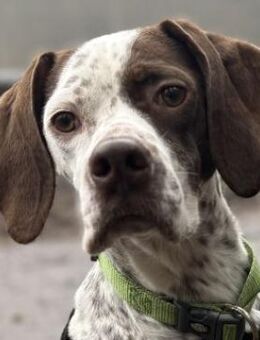 Acira, geb. ca. 04/2023, 67735 Mehlbach - Euskirchen