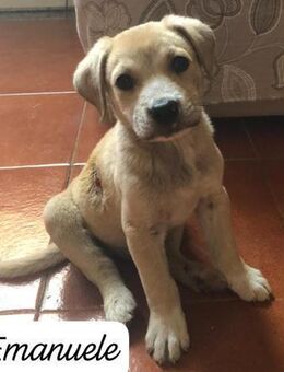 Emanuele 💙💙💙 zuckersüßer Hundejunge - Bad Karlshafen