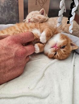 Bkh Kitten mit Stammbaum - Bönen