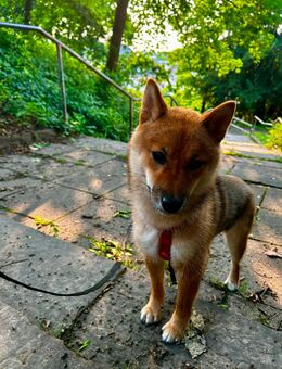 Sehr liebe Shiba Inu Hündin - Wiesbaden