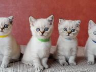 6 BKH Kitten Colourpoint weiß - Völklingen