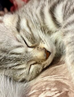 BKH Kitten wunderschön - Bottrop