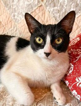 Penni - ruhige Katze sucht ihre Menschen - Berlin