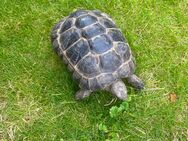 Maurische Landschildkröte Männchen 2020 geboren - Garbsen