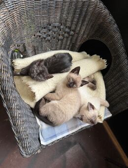 Siam Thai / BKH kitten - Leipzig Ost
