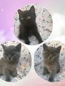 Bkh kitten in 51109