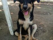 ODIN - verkuschelter, süßer Hundejunge - Aerzen