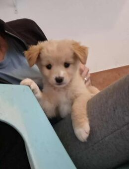 Ariel - mit dem süßen Blick - Höchst (Odenwald)