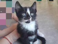 Baby katze zuverkaufen - Berlin Neukölln