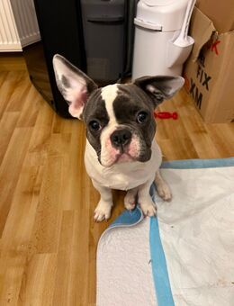 Französischer Bulldoggen Rüde. Knap 6 Monate alt. - Wetzlar