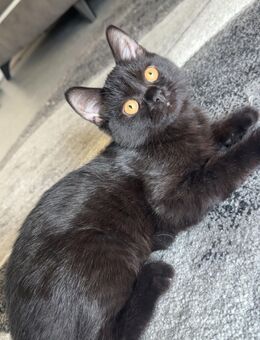 SÜẞE schwarze Perserkater zum abgeben ( 4 Monate alt) - Dorsten