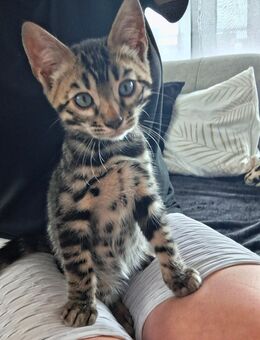 Mini Leoparden mit Stammbaum - Ankum