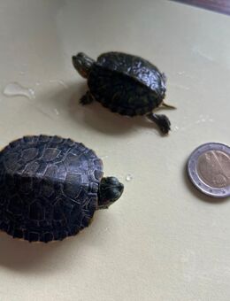 Wasserschildkröten - Asbach-Bäumenheim