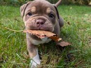 Old English Bulldog Welpe (Rüde) mit Stammbaum OEB - Berlin