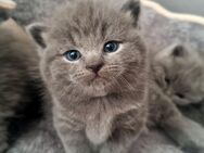 BKH Kitten in Blue und Lilac - Neuss