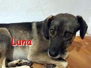 LUNA ❤ sucht Zuhause oder Pflegestelle - Langenhagen