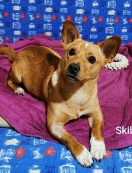 Skibu, 8 kg gute Laune - Wettenberg