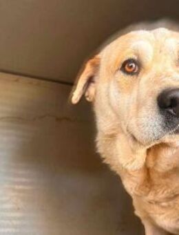 BEATRICE - ein Shar Pei (Mix?) - Regensburg