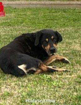 Leo möchte Ihr Herz erwärmen - Neuss