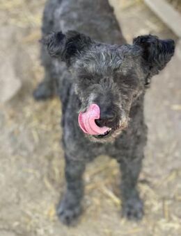 Buksi LM Sanfte Hundedame - Neustadt (Rübenberge)