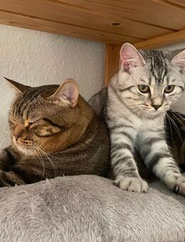schmusige BKH Kitten suchen ein neues Zuhause - Duisburg