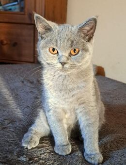 Wunderschöne Britisch Kurzhaar Kitten - Bönebüttel