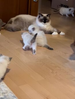 Zauberhafte Ragdoll-Kitten – Letzter Wurf unseres Traumpaars – Abgabe ab 22. Dezember 2025 - Gundelfingen