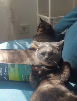 Bkh kitten mix Glückskitten - Wassenberg