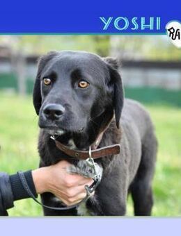 💛 YOSHI 💛 - VERLIEBST DU DICH IN MICH? - Alfeld (Leine)