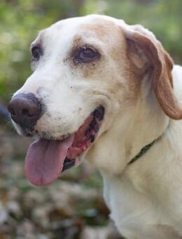 VANILLA - eine treue Seele! - Sulzbach-Laufen