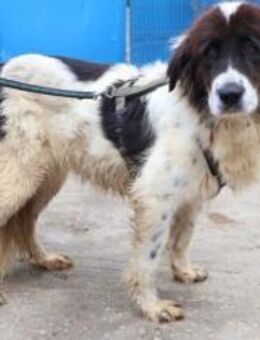 Sanfte Amara sucht liebevolles Zuhause - München