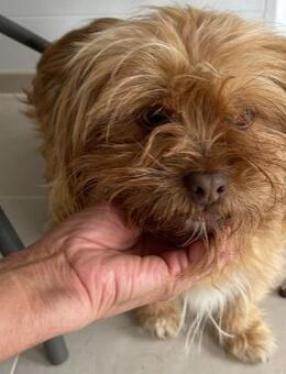 BONNY - zuckersüße Hündin - Velbert