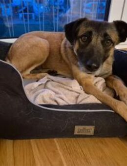 Sitara - wartet in 72108 Rottenburg am N - Oberwies