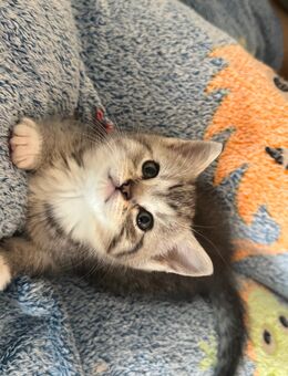 Ragdoll mix Baby Katzen - Lübeck