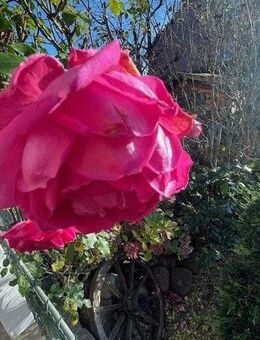 Eigentümergepflegtes Haus in Dülmen - Stadtrand - Dülmen