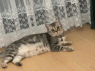 Bkh katze sucht neues Zuhause - München Untergiesing-Harlaching